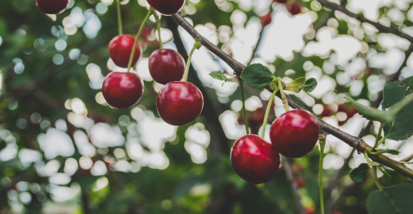 Authentic Maraschino